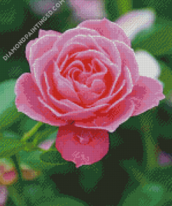 Flower Pink Diamond Paintings