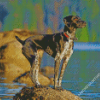 Germain Shorthaired Pointer Dog Diamond Paintings
