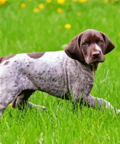 Germain Shorthaired Pointer Puppy Diamond Paintings