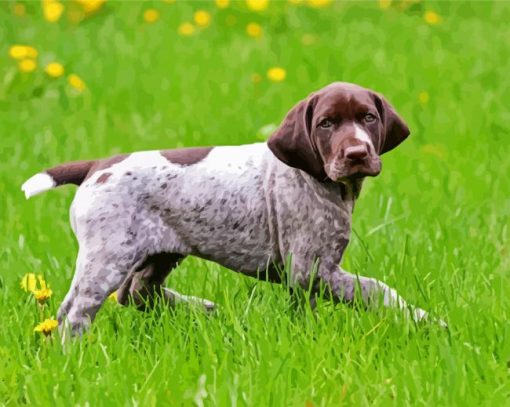 Germain Shorthaired Pointer Puppy Diamond Paintings