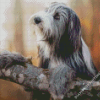 Bearded Collie Dog Diamond Paintings