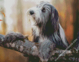 Bearded Collie Dog Diamond Paintings