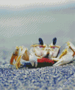 Hermit Crab Animal Diamond Paintings