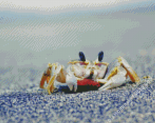Hermit Crab Animal Diamond Paintings