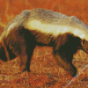 Honey Badger Animal Diamond Paintings