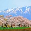 Japan Cherry Blossom Garden Landscape Diamond Paintings