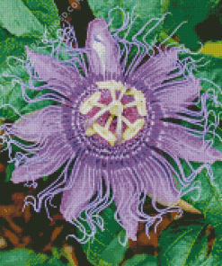 Purple Passion Flower Diamond Paintings