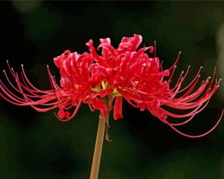 Red Spider Lily Flower Diamond Paintings