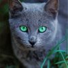 Russian Blue Cat Pet Diamond Paintings
