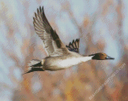 Flying Northern Pintail Diamond Paintings