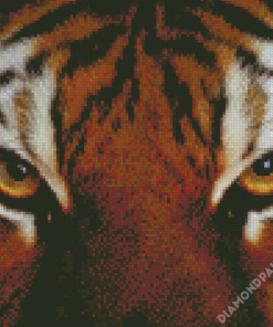 Tiger Eyes Animal Diamond Paintings