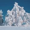 White Tree Winter Landscape Diamond Paintings