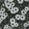 Black And White Flowers Diamond Paintings