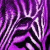 Close Up Purple Zebra Diamond Paintings