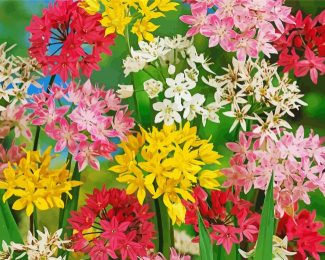 Colorful Allium Flowers Diamond Paintings