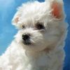 Cute Maltese Dog Puppy Diamond Paintings