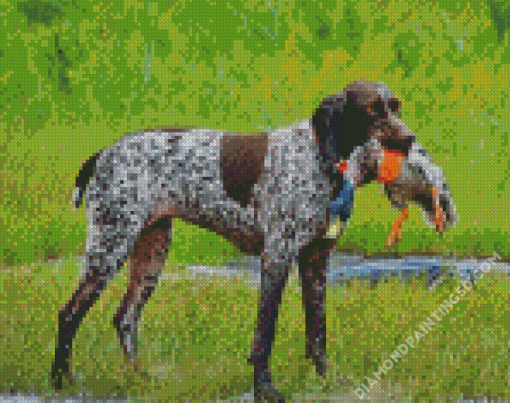 Hunter Germain Shorthaired Dog Diamond Paintings