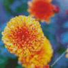 Orange Chrysanthemums Chinese Flowers Diamond Paintings