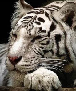 Sleepy White Siberian Tiger Diamond Paintings