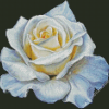 White Rose Art Diamond Paintings