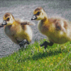 Adorable Canada Geese Goslings Diamond Paintings