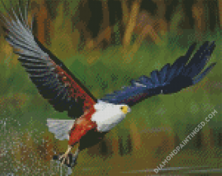 African Fish Eagle Bird Diamond Paintings