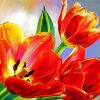 Blooming Orange Tulips Diamond Paintings