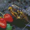 Box Turtle And Strawberry Diamond Paintings