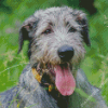 Irish Wolfhound Animal Diamond Paintings