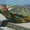 Red Eared Slider Diamond Paintings