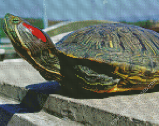 Red Eared Slider Diamond Paintings