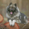 The Keeshond Dog Diamond Paintings