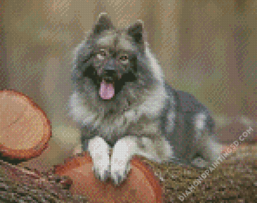 The Keeshond Dog Diamond Paintings