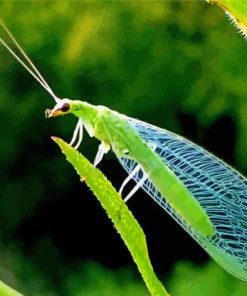 Aesthetic Lacewing Insect Diamond Paintings