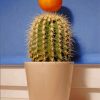 Clementine On Cactus Diamond Paintings