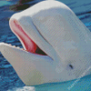 Cute Beluga Whale Animal Diamond Paintings