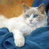 Cute Ragdoll Cat Diamond Paintings