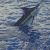 Marlin Fish in Sea Diamond Paintings
