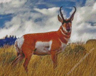 Pronghorn Animal Diamond Paintings