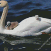 White Swans in Water Diamond Paintings