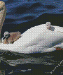 White Swans in Water Diamond Paintings
