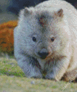 Wombat Animal Diamond Paintings
