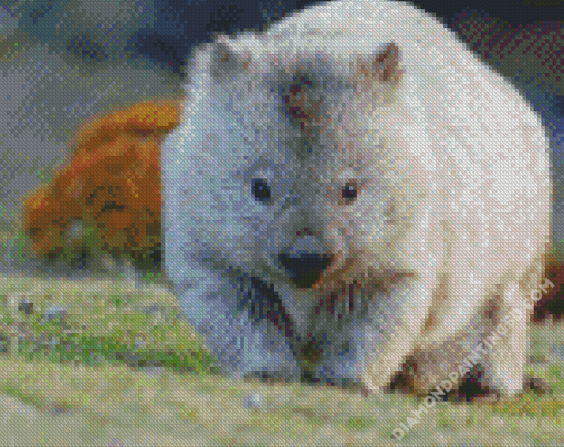 Wombat Animal Diamond Paintings