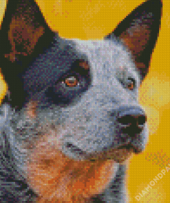 Australian Cattle Dog Outdoors Diamond Paintings