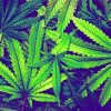 Cannabis Plant Leaves Diamond Paintings