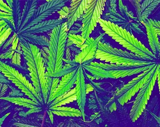 Cannabis Plant Leaves Diamond Paintings