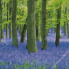 Forest With Bluebells Diamond Paintings