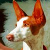 Podenco Dog Head Diamond Paintings