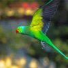 Rose Ringed Parakeet Bird Flying Diamond Paintings