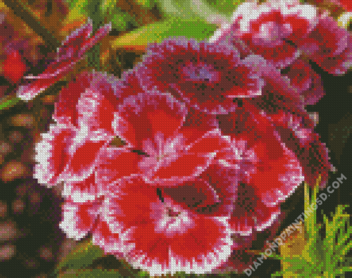 Sweet William Flowers Diamond Paintings